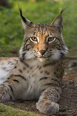 258px-Lynx_lynx_poing